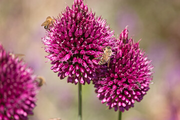 der kugelköpfige Zierlauch wird von Bienen gerne angenommen