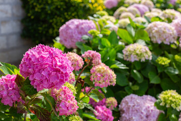 Blooming hydrangea near Palacio Magdalena, palace in Santander, Cantabria, Spain