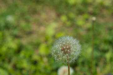 タンポポの綿毛