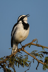 Fototapeta premium African Pied Wagtail (Motacilla aguimp) (Bontkwikkie) near Lower Sabie, Kruger National Park, Mpumalanga, South Africa