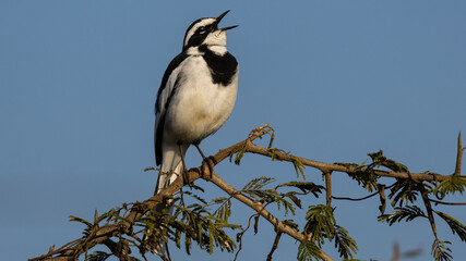 African Pied Wagtail (Motacilla aguimp) (Bontkwikkie) near Lower Sabie, Kruger National Park,...