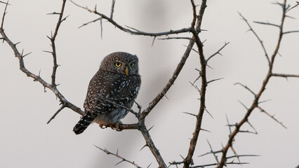 Pearl-spotted Owlet (Witkoluil) (Glaucidium perlatum) near Crocodile Bridge in the Kruger National Park, Mpumalanga, South Africa