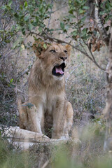 Young lion (Panthera leo) near Crocodile Bridge in the Kruger National Park, Mpumalanga, South Africa