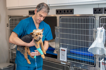 Veterinarian carrying a small dog with a bandaged paw