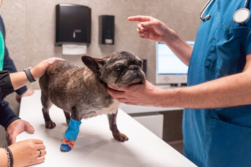 Veterinarian examining a French Bulldog on the consultation table