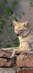 portrait of a jackal