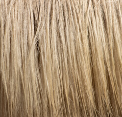 light horse hair as background.