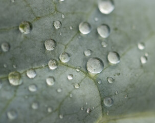 dew drops on green leaf as background.
