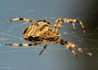 large spider on web as background.