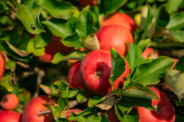 Ripe Red Apples on Tree Branch with Lush Green Leaves in Sunlit Orchard During Harvest Season