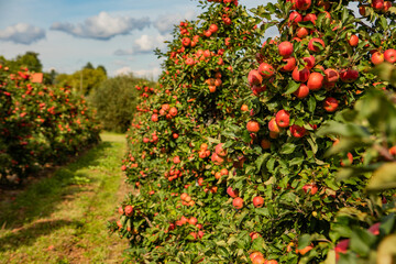 Ripe Red Apples on Tree Branch with Lush Green Leaves in Sunlit Orchard During Harvest Season