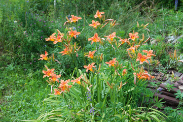 Blooming red daylilies in the garden