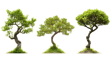 bonsai trees in different shapes isolated png transparent background