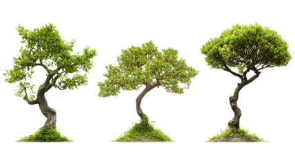 bonsai trees in different shapes isolated png transparent background