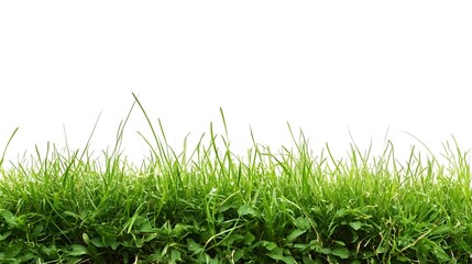 Obraz premium Green grass border isolated on a white background, creating a clean and natural frame.