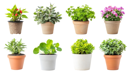 collection of potted plants isolated png transparent background