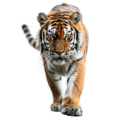 Naklejka premium tiger isolated on white background