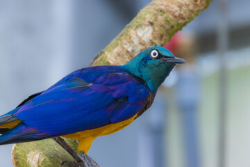 キンムネオナガテリムク