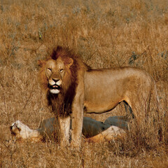 African Lion Looking At The Camera 