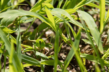草むらに隠れるバッタ