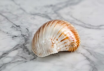 Seashell are beautiful, used as decorations, have patterns and colors.