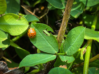 A ladybug landed on a pinecone is crawling over it during the daytime. Concept for world animal day and biodiversity.