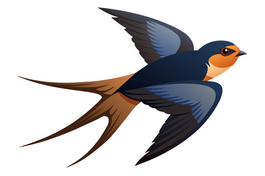 recommend clip art: Beautiful swift bird different posture vector art illustration 