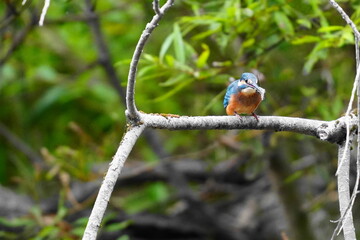 エビを捕まえたカワセミ