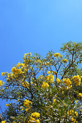 yellow tree with sky