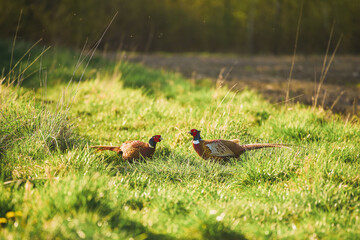 Pheasants with vibrant plumage walking on green grass