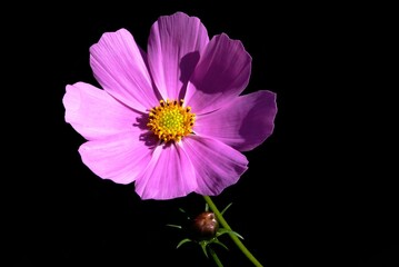 pink cosmos flower