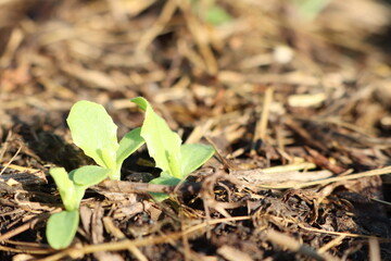 A small green plant is emerging and growing out of the ground