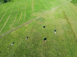 Aerial view of cows grazing on pasture