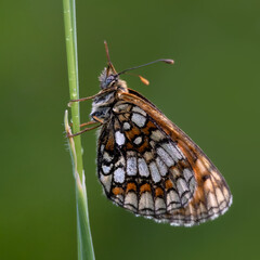 Closeup of underside of resting Heath Fritillary butterfly (Melitaea athalia) on grass stalk in woods in early summer 