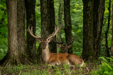 Two stags lying down in the forest, looking away. Natural wildlife reserve, Ottawa, Canada. High...