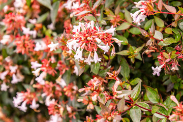 Abelia × grandiflora pertenece a la familia Caprifoliaceae.