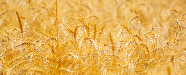Wheat field on a sunny day. Grain farming, ears of wheat close-up. Agriculture, growing food products.