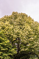 Flora en Santander, Cantabría.