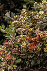 Metrosideros excelsa pertenece a la familia Myrtaceae.