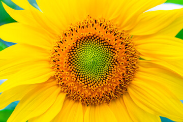 Common sunflower (Helianthus annuus),  annual plant grown as a crop for its edible oilseeds. Macro...