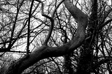 Arbre tordu .