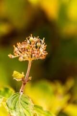 Edgeworthia chrysantha pertenece a la familia Thymelaeaceae.