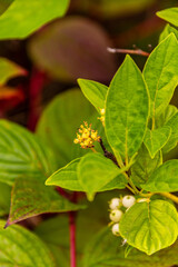 Edgeworthia chrysantha pertenece a la familia Thymelaeaceae.
