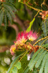 Albizia julibrissin pertenece a la familia Fabaceae.