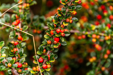 Cotoneaster horizontalis pertenece a la familia Rosaceae.