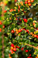 Cotoneaster horizontalis pertenece a la familia Rosaceae.