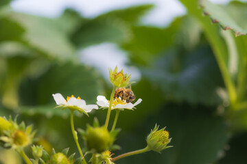 イチゴの花に停まるミツバチ