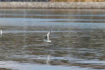 Fototapeta premium カモメが翔んだ日