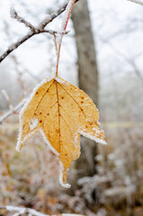 frosty morning in the Urals