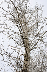 frosty morning in the Urals